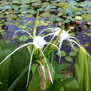 unnamed - 2025-05-31T224046.008